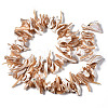 Natural Trochid Shell/Trochus Shell Beads Strands SSHEL-S266-012-2