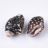 Spiral Shell Beads SSHEL-T008-23-2