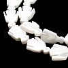 Natural Trochid Shell/Trochus Shell Beads Strands SSHEL-R145-05-6