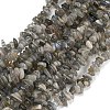 Natural Labradorite Beads Strands G-P332-23-3