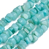 Shell Beads Strands BSHE-G026-02-2