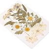 Pressed Dried Flowers DIY-YWC0001-100-4