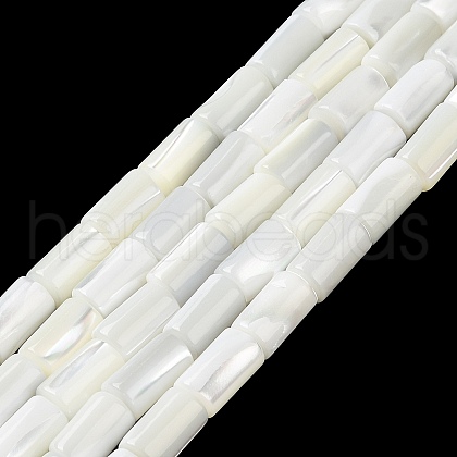Natural Trochus Shell Beads Strands X-BSHE-Z003-18-1