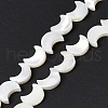 Natural Trochid Shell/Trochus Shell Beads Strands SSHEL-N032-25A-2