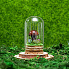 Glass Dome Cover with Natural Mahogany Obsidian Mushroom Inside BOHO-PW0001-085F-1