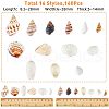 SUPERFINDINGS Natural Shell & Conch Decorations SHEL-FH0001-20-2