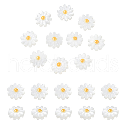  20Pcs Natural Freshwater Shell Beads SHEL-NB0001-65A-1