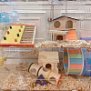 AHANDMAKER Pine Wood Hamster House DIY-GA0001-67-7
