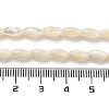 Natural Trochid Shell/Trochus Shell Beads Strands PBB513Y-2