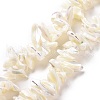 Natural Trochid Shell Beads Strands X-SSHEL-G023-05B-1