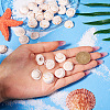 Natural Spiral Shell Red Lip Shell Beads BSHE-TA0002-02-5