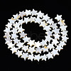 Natural Freshwater Shell Beads Strands X-SHEL-S278-01B-01-2