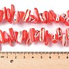 Dyed Natural Trochus Shell Beads Strands SSHEL-C013-09D-4