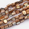 Shell Beads Strands PBB052Y-1