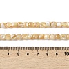 Natural Trochid Shell/Trochus Shell Beads Strands BSHE-H018-01-4