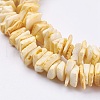 Natural Sea Shell Beads Strands X-BSHE-K012-08B-3